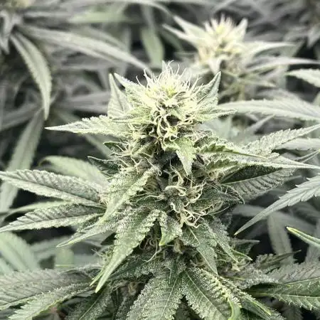 Ice Cream Haze - Dutch Passion 🏆