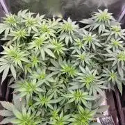 Divine OG Kush indoor run