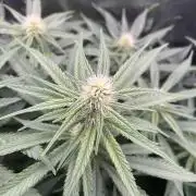 Divine OG Kush indoor run