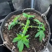 Divine OG Kush indoor run