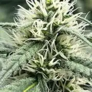 Divine OG Kush indoor run