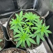Divine OG Kush indoor run