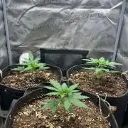 Divine OG Kush indoor run