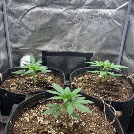 Divine OG Kush indoor run