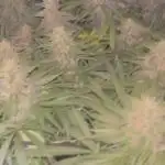 Ice Cream Haze - Dutch Passion 🏆