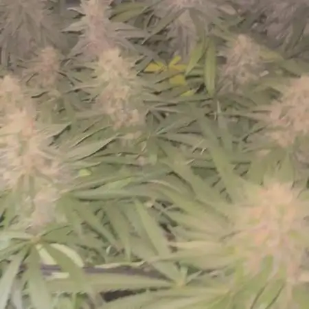 Ice Cream Haze - Dutch Passion 🏆