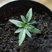 Royal Dwarf - spacebin microgrow