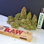 Super Silver Haze 1st round of Photo's
