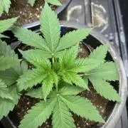 Fast Buds Papaya Sherbet