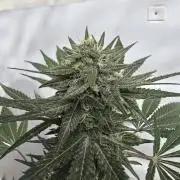 Chesse & Kush Feminizada