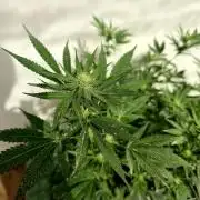 Chesse & Kush Feminizada