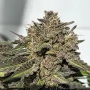 Cookies Feminizada Fotoperiodica