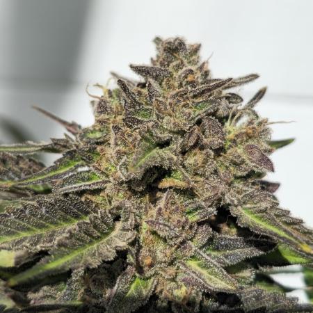 Cookies Feminizada Fotoperiodica