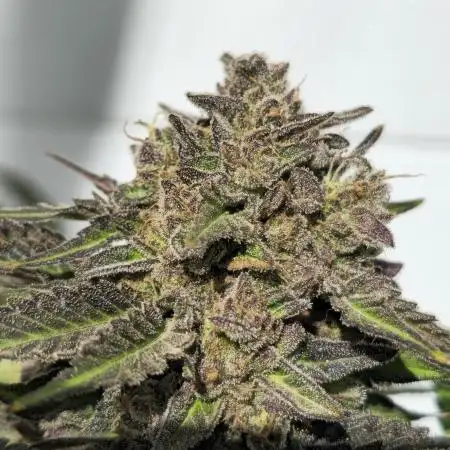 Cookies Feminizada Fotoperiodica