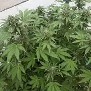 Cookies Feminizada Fotoperiodica