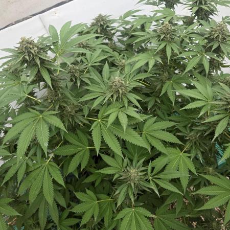 Cookies Feminizada Fotoperiodica