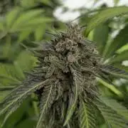 Cookies Feminizada Fotoperiodica