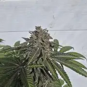 Cookies Feminizada Fotoperiodica