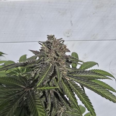 Cookies Feminizada Fotoperiodica