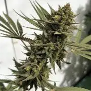 Chesse & Kush Feminizada Fotoperiodica