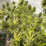Purple OG Feminizada Exterior