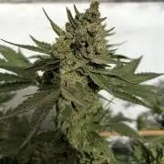 Gelato Feminizada Fotoperiodica