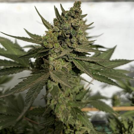 Gelato Feminizada Fotoperiodica