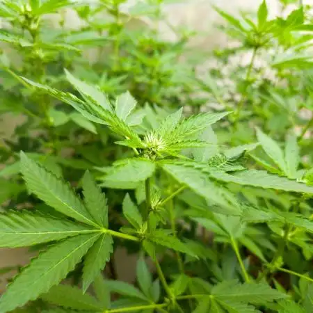Banana OG Feminizada