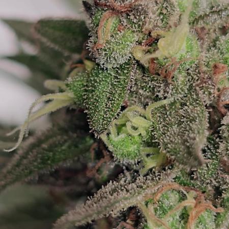 Chesse & Kush Feminizada Fotoperiodica