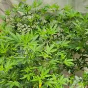 Banana OG Feminizada