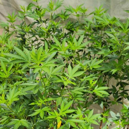 Banana OG Feminizada