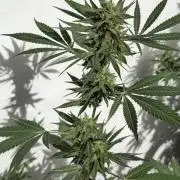 Chesse & Kush Feminizada