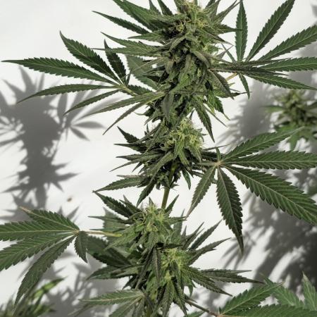 Chesse & Kush Feminizada