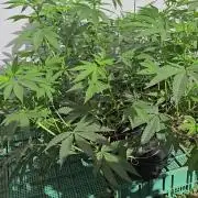 Cookies Feminizada Fotoperiodica