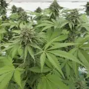 Cookies Feminizada Fotoperiodica