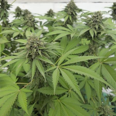 Cookies Feminizada Fotoperiodica