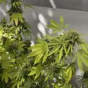 White Kush Feminizada Exterior