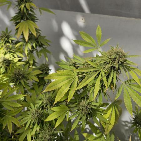 White Kush Feminizada Exterior