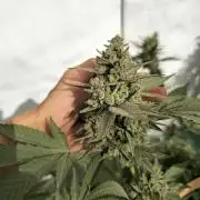 Gelato Feminizada Fotoperiodica