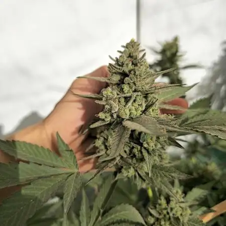 Gelato Feminizada Fotoperiodica