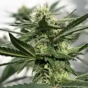 Chesse & Kush Feminizada