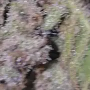 Gelato Feminizada Fotoperiodica