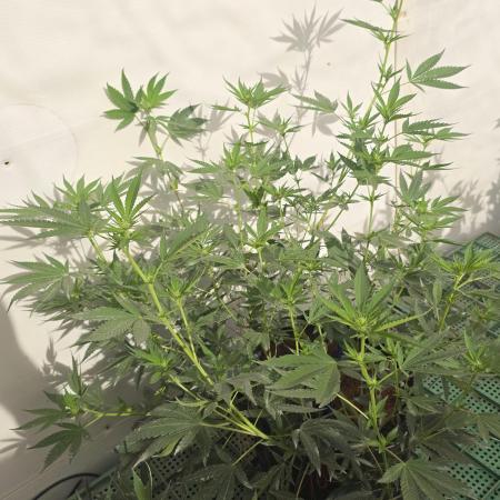 Chesse & Kush Feminizada