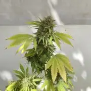 White Kush Feminizada Exterior