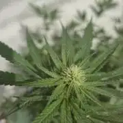 Chesse & Kush Feminizada