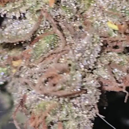 Chesse & Kush Feminizada Fotoperiodica