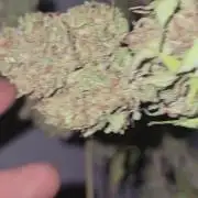 Purple OG Feminizada Exterior