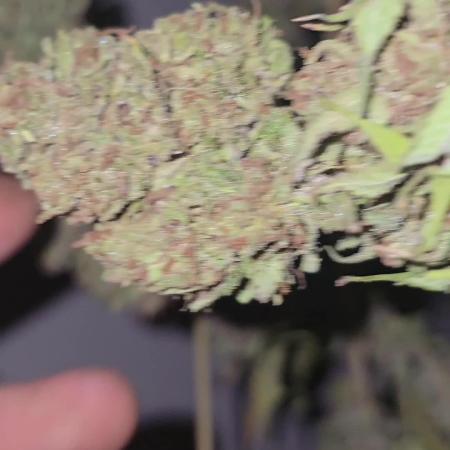 Purple OG Feminizada Exterior