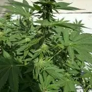 Cookies Feminizada Fotoperiodica