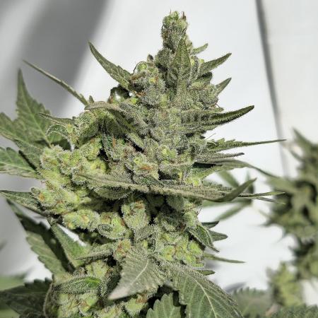 Gelato Feminizada Fotoperiodica